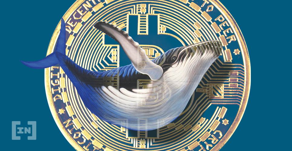 Thị trường đã có thêm 185 cá voi Bitcoin mới kể từ đầu năm, tăng 11% trong tháng 1
