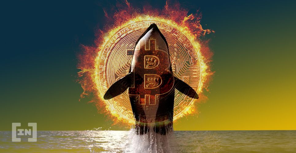 Nguyên nhân nào khiến cá voi Bitcoin tăng hơn 1.800, mức cao nhất kể từ năm 2017?