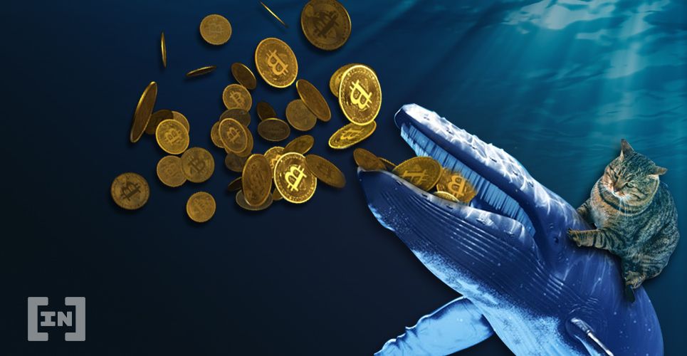 Số lượng “cá voi” Bitcoin tăng mức cao nhất trong 4 năm