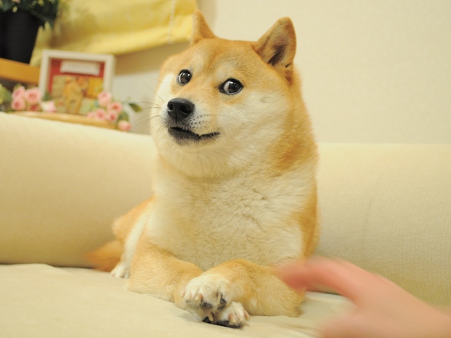 Dogecoin mang biểu tượng chú chó Shiba.