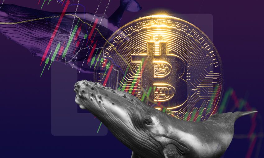 Các vị thế Long cần cẩn trọng vì mật độ Inflow của cá voi Bitcoin đang tăng cao nhất ba năm qua