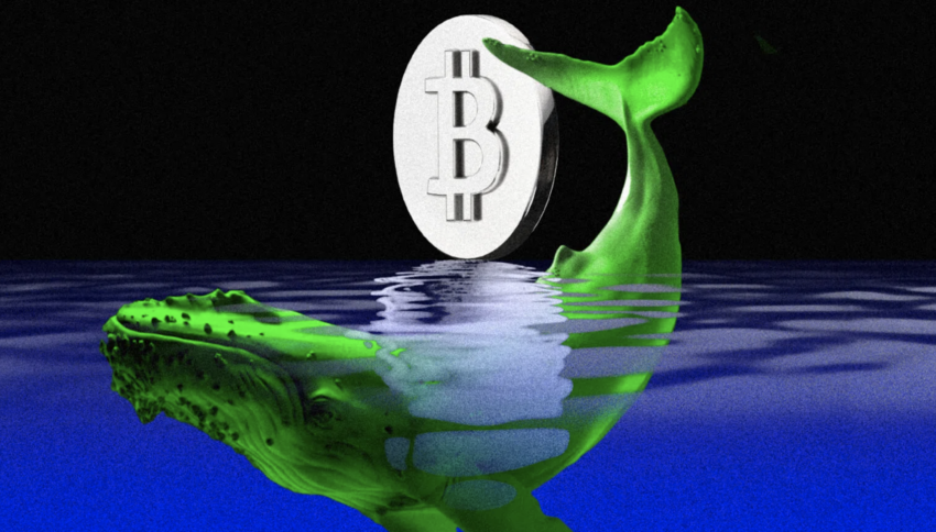 Phân tích on-chain Bitcoin 27/6: Số lượng ví cá voi Bitcoin giảm và đây là điều cần lưu ý