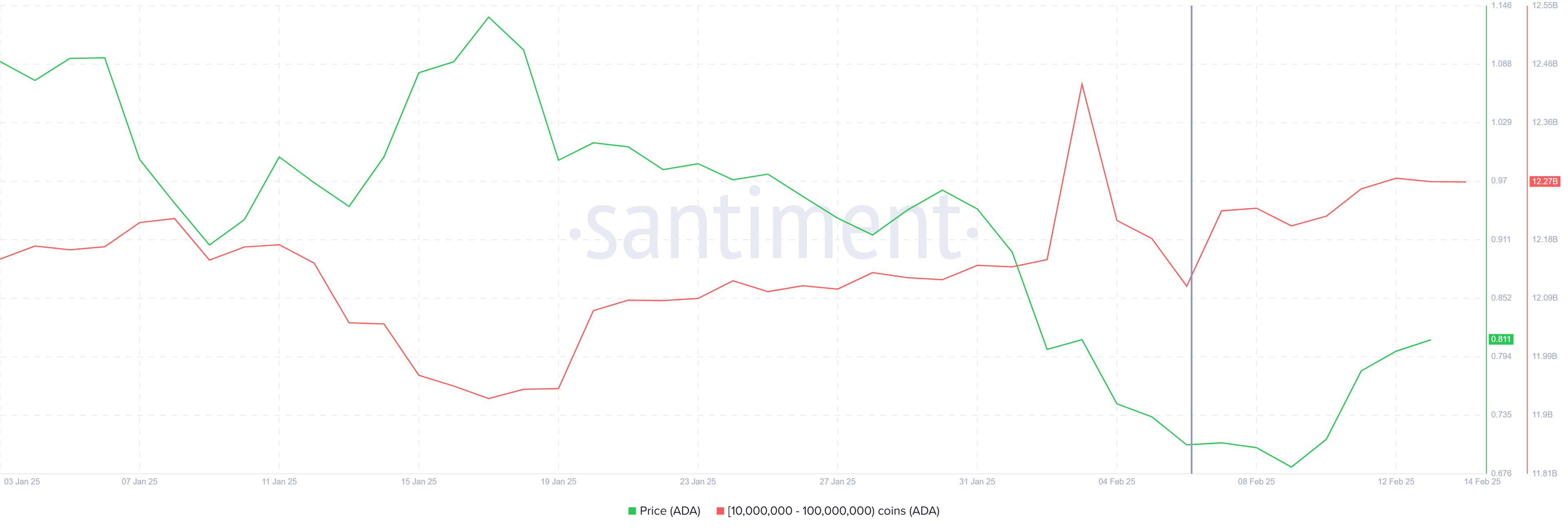 Cardano Whale Holdings